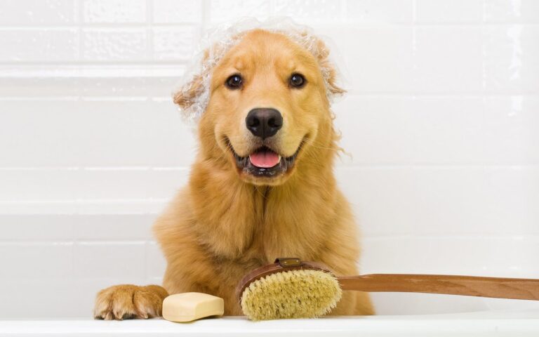 Read more about the article Tips for Pet Bath