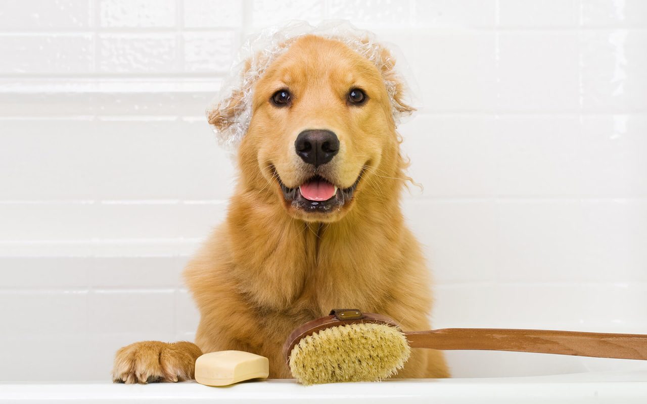 You are currently viewing Tips for Pet Bath